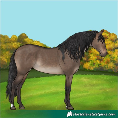 Horse Color:Brown Dun 