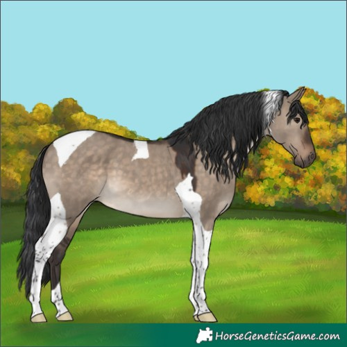 Horse Color:Brown Dun Tobiano 