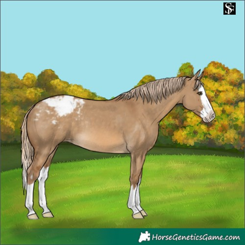 Horse Color:Chocolate Palomino Dun Splash Varnish Rabicano