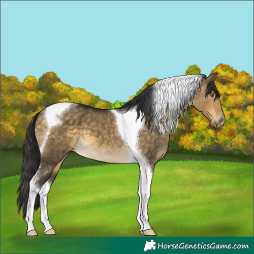Horse Color:Buckskin Dun Tobiano