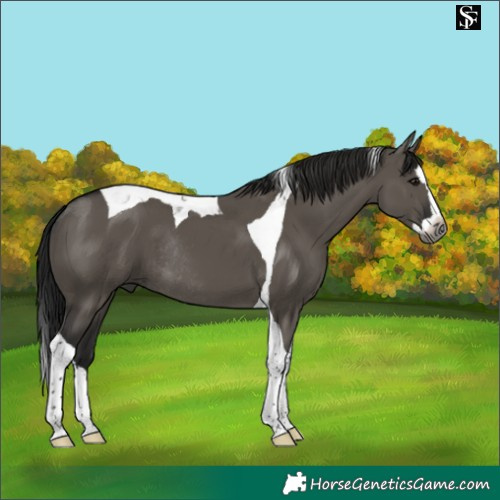 Horse Color:Gray Grullo Splash Tobiano Rabicano 
