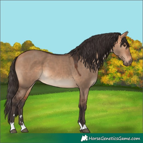 Horse Color:Bay Dun