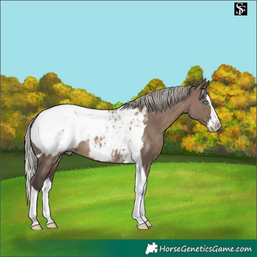 Horse Color:Silver Grullo Splash Tobiano Appaloosa Rabicano