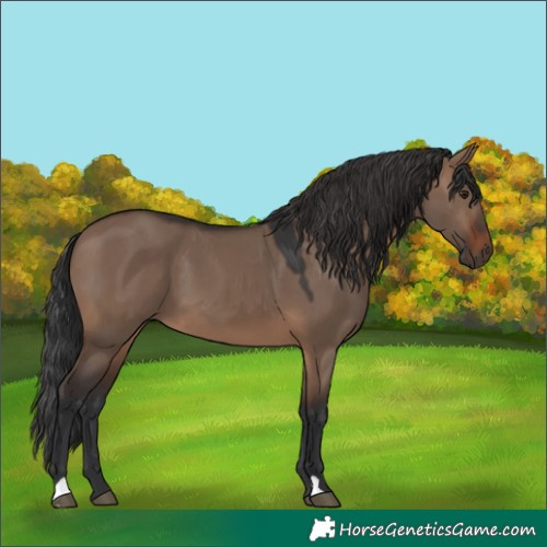 Horse Color:Brown Dun