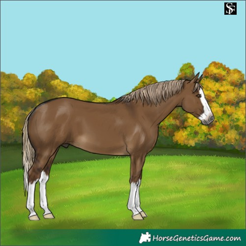 Horse Color:Gray Chocolate Palomino Dun Splash