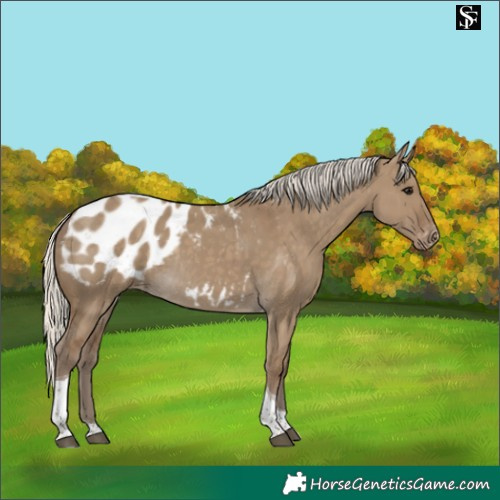 Horse Color:Silver Smoky Grullo Tobiano Blanket Rabicano 