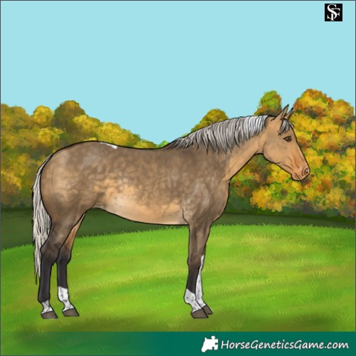 Horse Color:Silver Buckskin Dun Tobiano Skewed LP Spotted Rabicano 