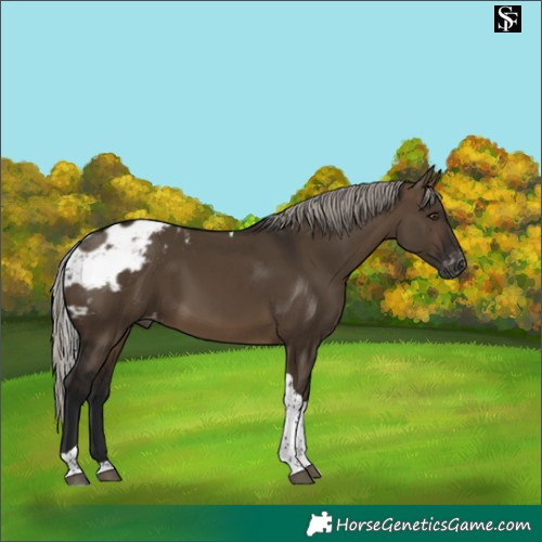 Horse Color:Gray Silver Bay Dun Tobiano Skewed LP Spotted 