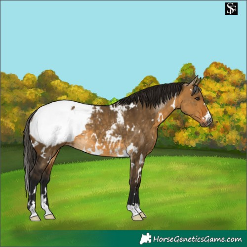 Horse Color:Gray White Spotted Buckskin Dun Snowcap 