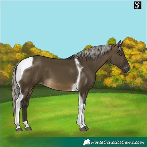 Horse Color:Gray Silver Buckskin Dun Tobiano Appaloosa