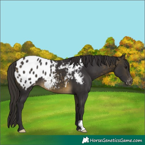 Horse Color:Buckskin Blanket