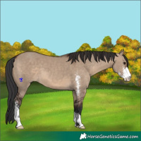 Horse Color:Brown Dun Sabino 