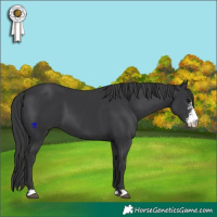 Horse Color:Black Sabino 