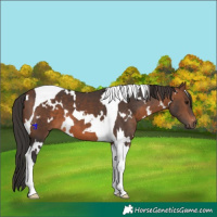 Horse Color:White Spotted Brown Tobiano 