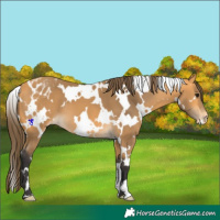 Horse Color:White Spotted Buckskin Appaloosa