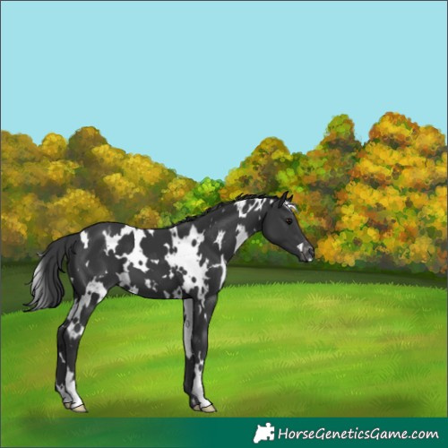 Horse Color:White Spotted Black Appaloosa 