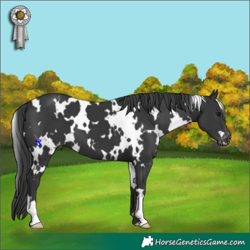 Horse Color:White Spotted Black Appaloosa 