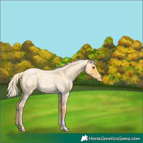 Horse Color:Palomino Roan Appaloosa 