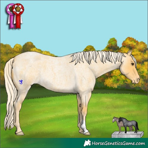 Horse Color:Palomino Roan Appaloosa