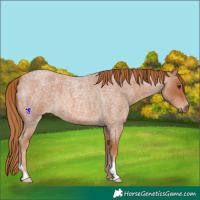 Horse Color:Red Roan