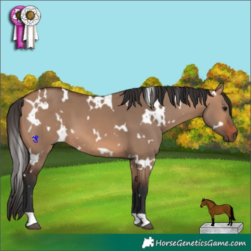Horse Color:White Spotted Bay Dun