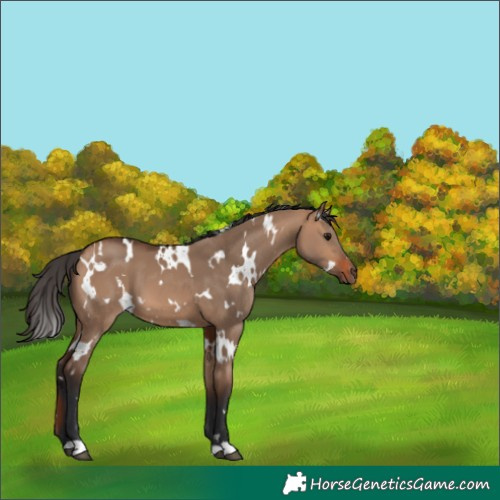 Horse Color:White Spotted Bay Dun 