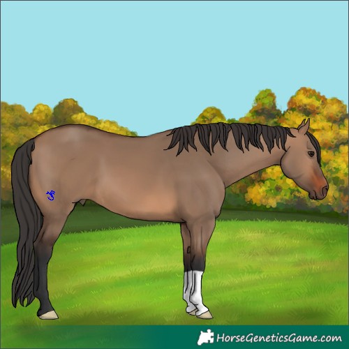 Horse Color:Brown Dun