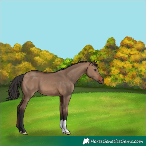 Horse Color:Brown Dun 
