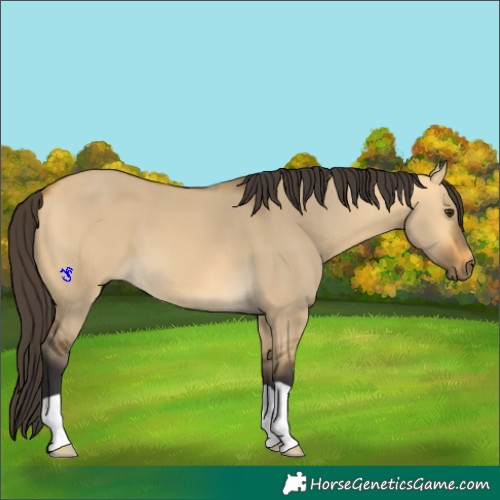 Horse Color:Buckskin Dun
