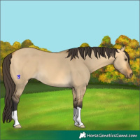 Horse Color:Buckskin Dun