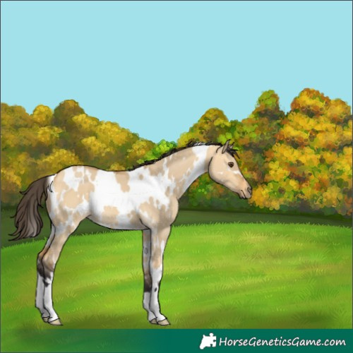Horse Color:White Spotted Buckskin Dun 