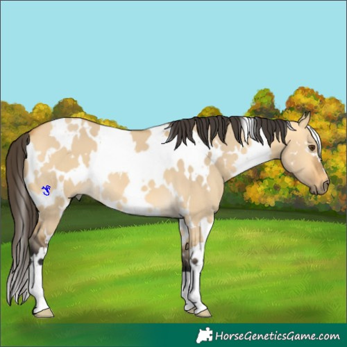 Horse Color:White Spotted Buckskin Dun 