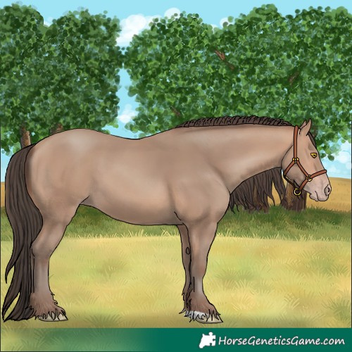Horse Color:Amber Champagne