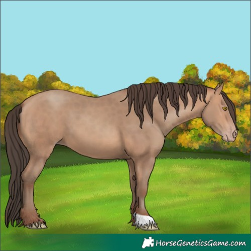 Horse Color:Amber Champagne
