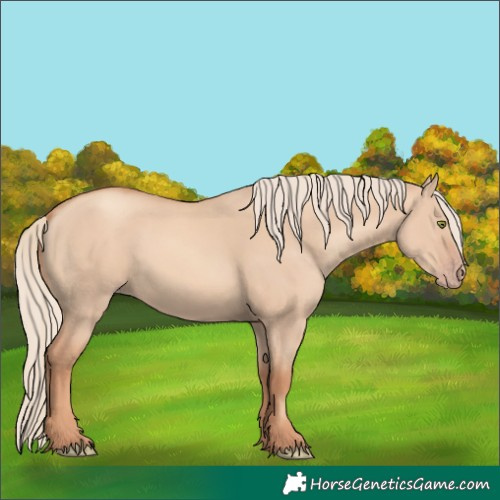 Horse Color:Gold Champagne Dun
