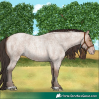 Horse Color:Amber Champagne Roan 