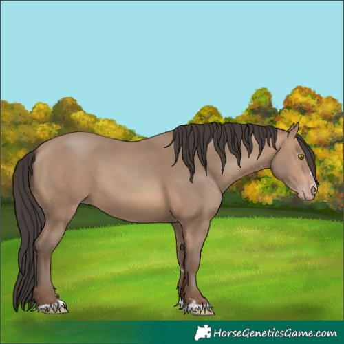 Horse Color:Sable Champagne 