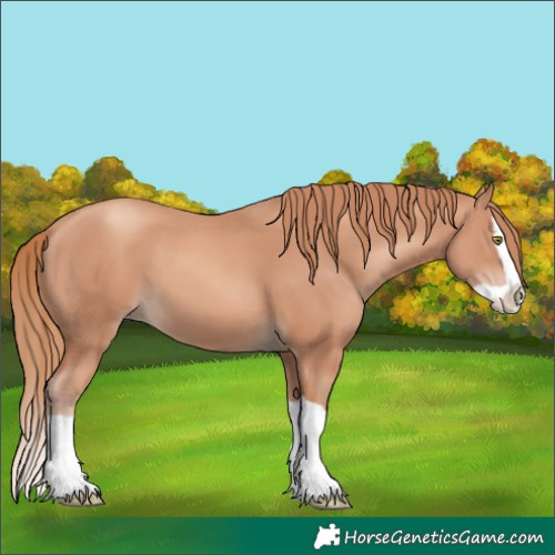 Horse Color:Gold Champagne Splash