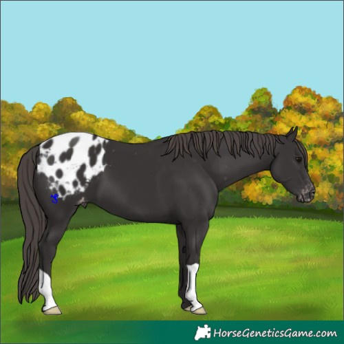 Horse Color:Smoky Black Appaloosa 