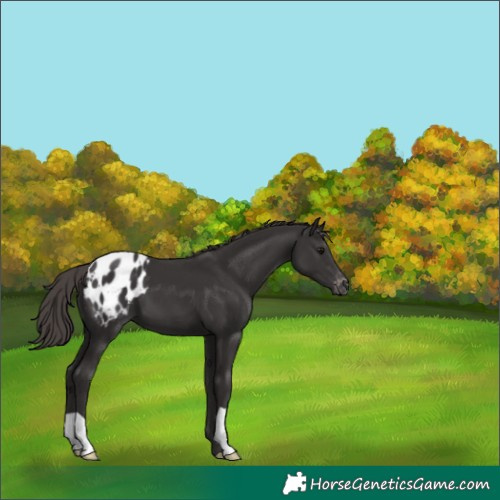 Horse Color:Smoky Black Appaloosa 