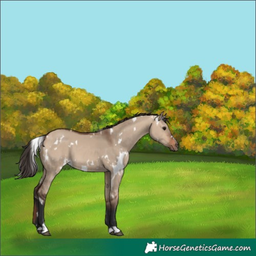 Horse Color:White Spotted Bay Dun 