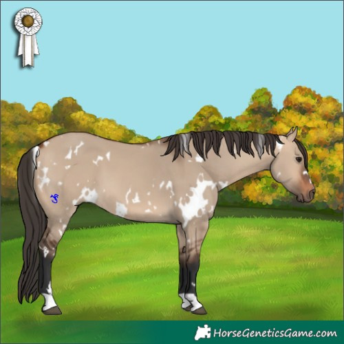 Horse Color:White Spotted Bay Dun 