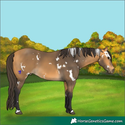Horse Color:White Spotted Buckskin 