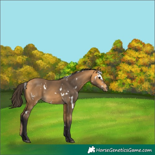 Horse Color:White Spotted Buckskin 