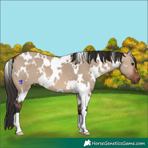Horse Color:White Spotted Brown Dun