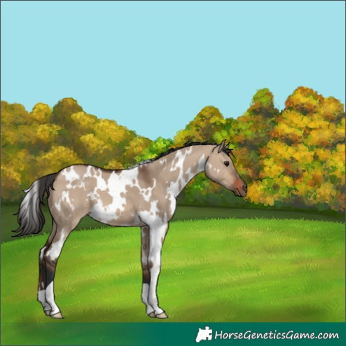 Horse Color:White Spotted Brown Dun 