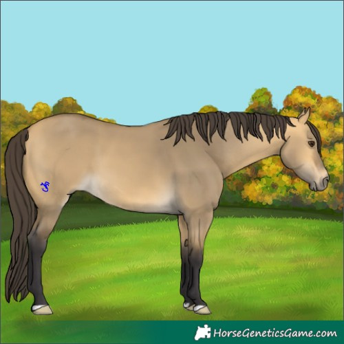 Horse Color:Buckskin Dun
