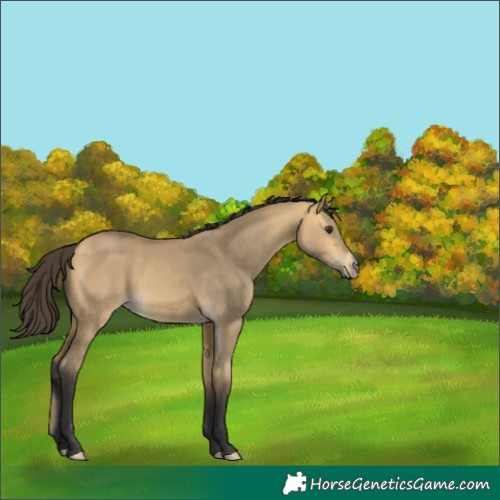 Horse Color:Buckskin Dun 