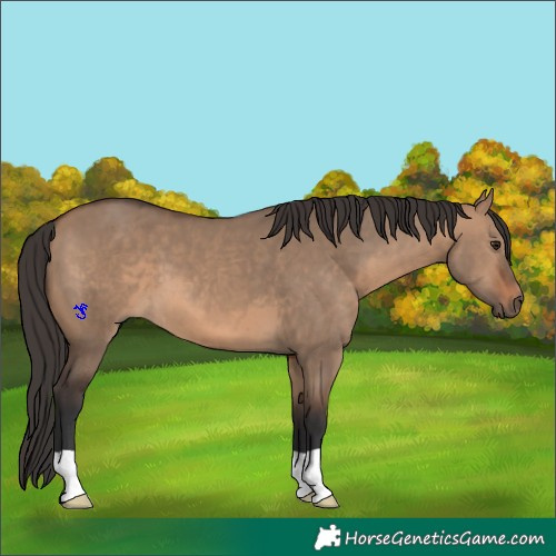 Horse Color:Brown Dun 