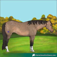 Horse Color:Brown Dun 